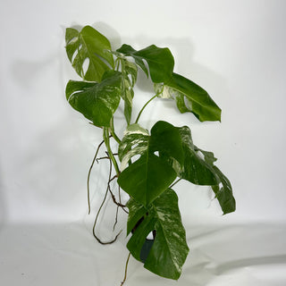 Monstera deliciosa var. borsigiana albo-variegata - 2 Plants [#1641]