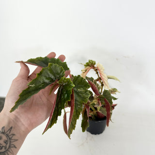 Begonia 'Ginny Galaxy' [#2112]