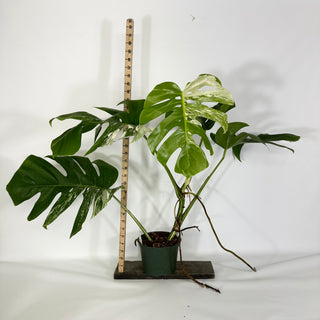 Monstera deliciosa var. borsigiana albo-variegata [#1488]