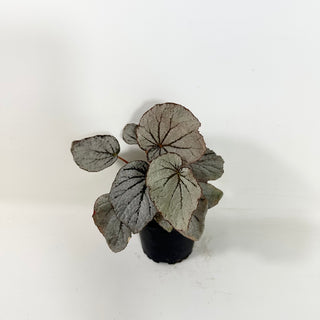 Begonia 'Rice Paper' [#2086]