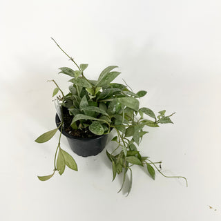 Hoya lacunosa 'Leopard Skin' [#2228]