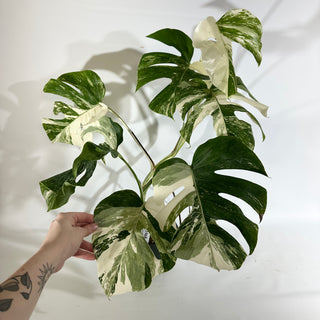 Monstera deliciosa var. borsigiana albo-variegata [#1968]