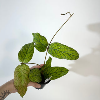 Hoya meredithii [#2178]