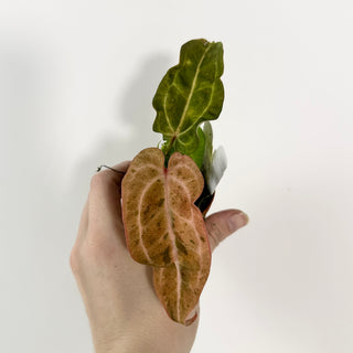 Anthurium 'Arnold Schwarzenegger' x 'Chuck Norris' - Seedling [#2121]