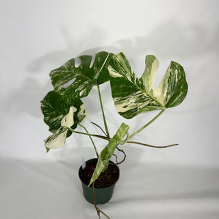 Z-4671 - Monstera deliciosa var. borsigiana albo-variegata