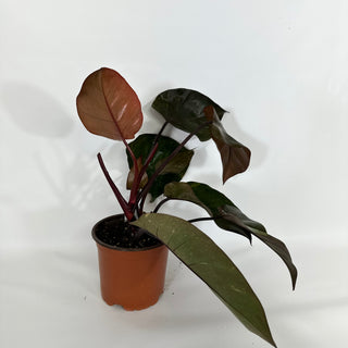 Philodendron 'Orange Princess' (Non-TC)  [#1159]