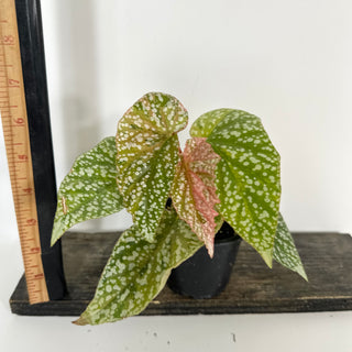 Begonia 'Snow Capped' (Variegated) [#2107]