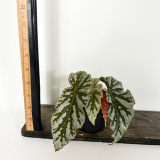 Begonia 'Silver Beauty' [#2176]