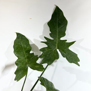 Philodendron 'Mottled Dragon' (Non-TC) [#1843]