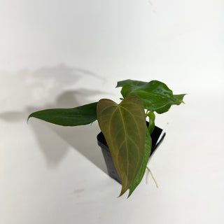 Anthurium Wu papillilaminum x indo portillae [#1893]
