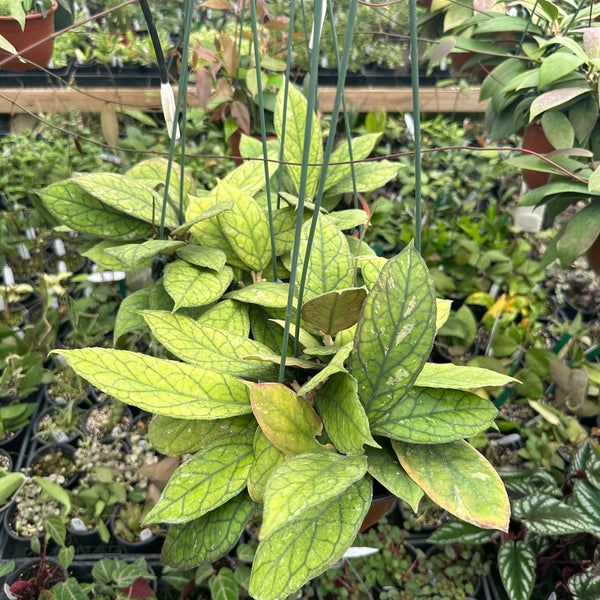 Hoya 'Larisa' – Steve's Leaves