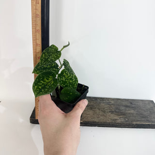 Scindapsus pictus "Green Form" (Hassk) [#2013]