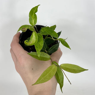 Hoya dennisii 'Frida' [#2205]