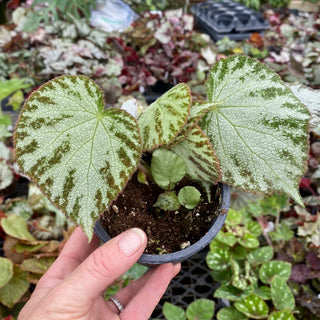 Begonia 'Silver Jewel'