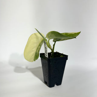 Z-4911 - Scindapsus pictus 'Jade Satin' aurea-variegata