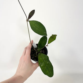 Hoya peninsularis