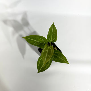 Anthurium magnificum/‘Silver Blush' x 'Arnold Schwarzenegger' [#1790]