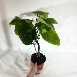 Philodendron 'White Princess' (Non-TC) [#1774]