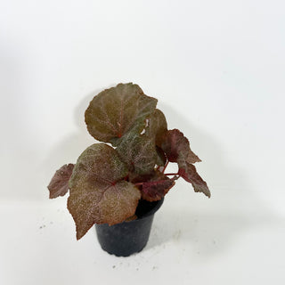 Begonia 'Robin' [#2091]