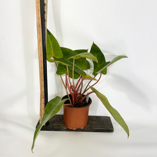 Z-4322 - Philodendron 'Painted Lady' (Non-TC)