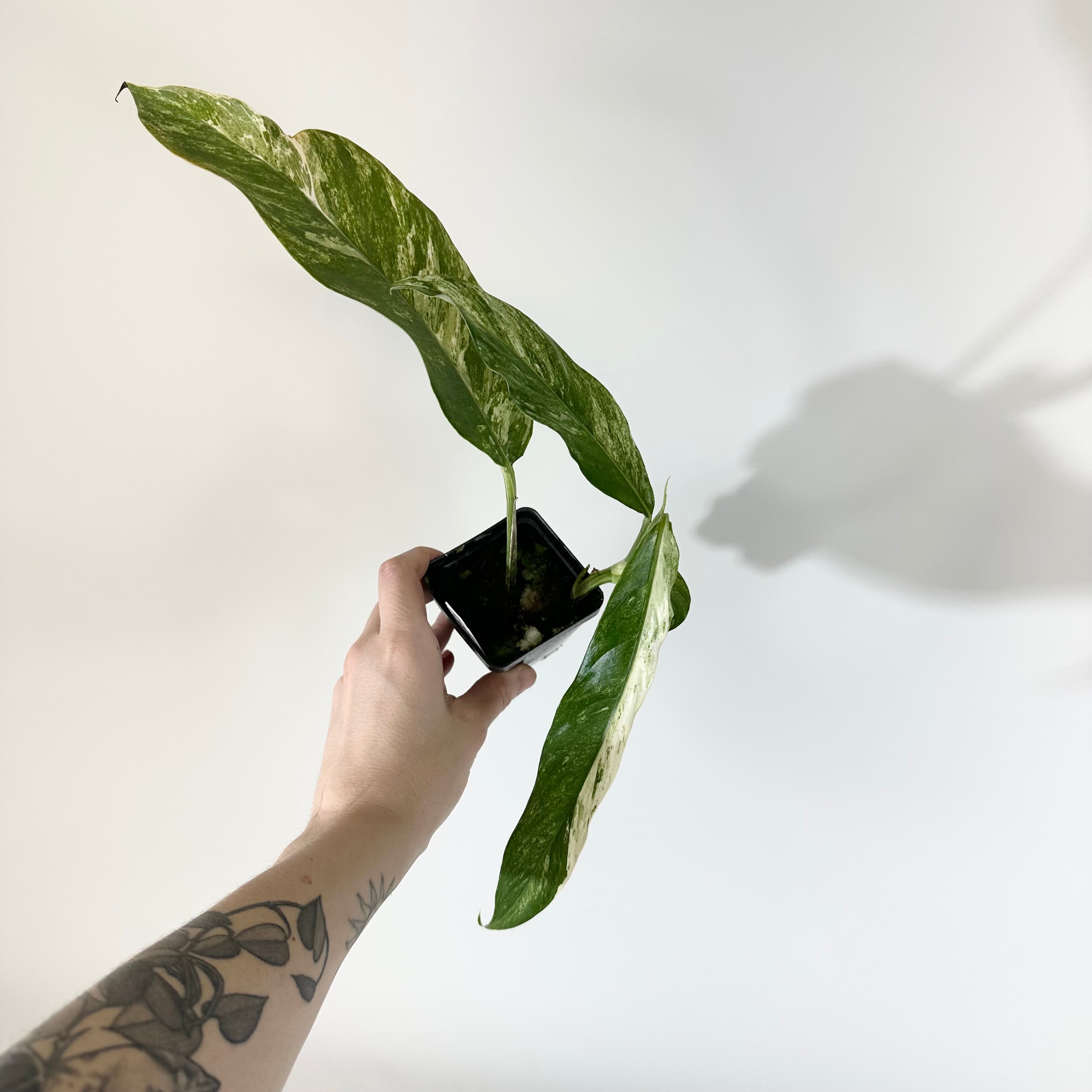 Z-5120 - Rhaphidophora megasperma variegata – Steve's Leaves