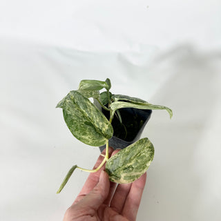 Z-4840 - Scindapsus pictus 'Peasun'
