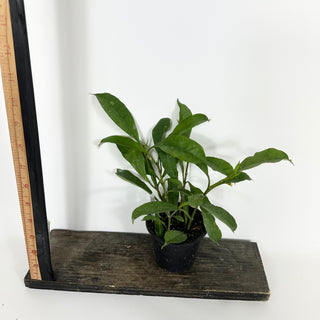 Hoya occultata [#2194]