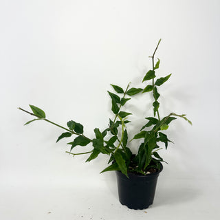 Hoya bella
