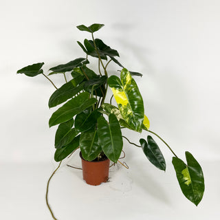 Philodendron 'Burle Marx' variegated [#2115]