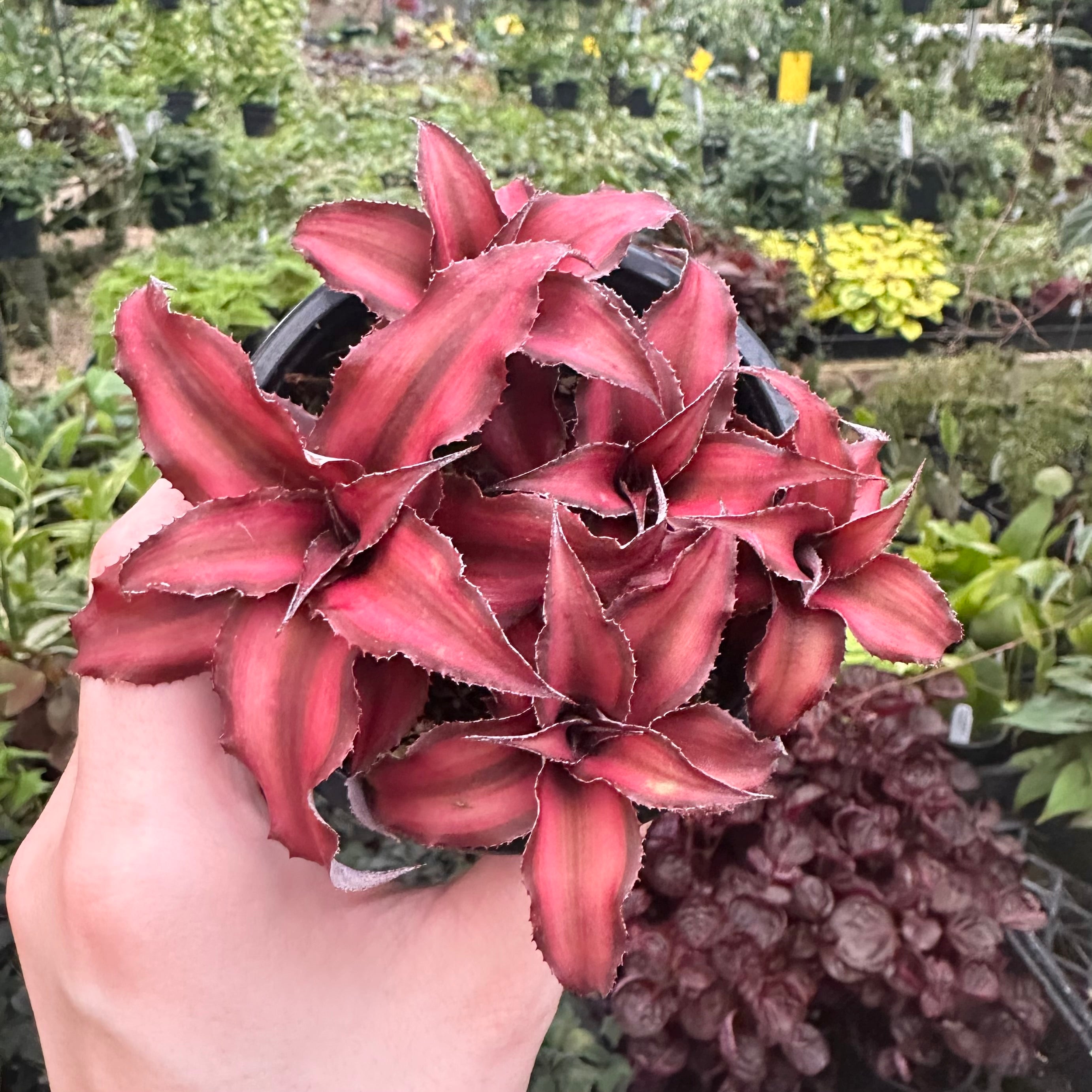 red star succulent Cryptanthus bivittatus ‘Ruby Star’
