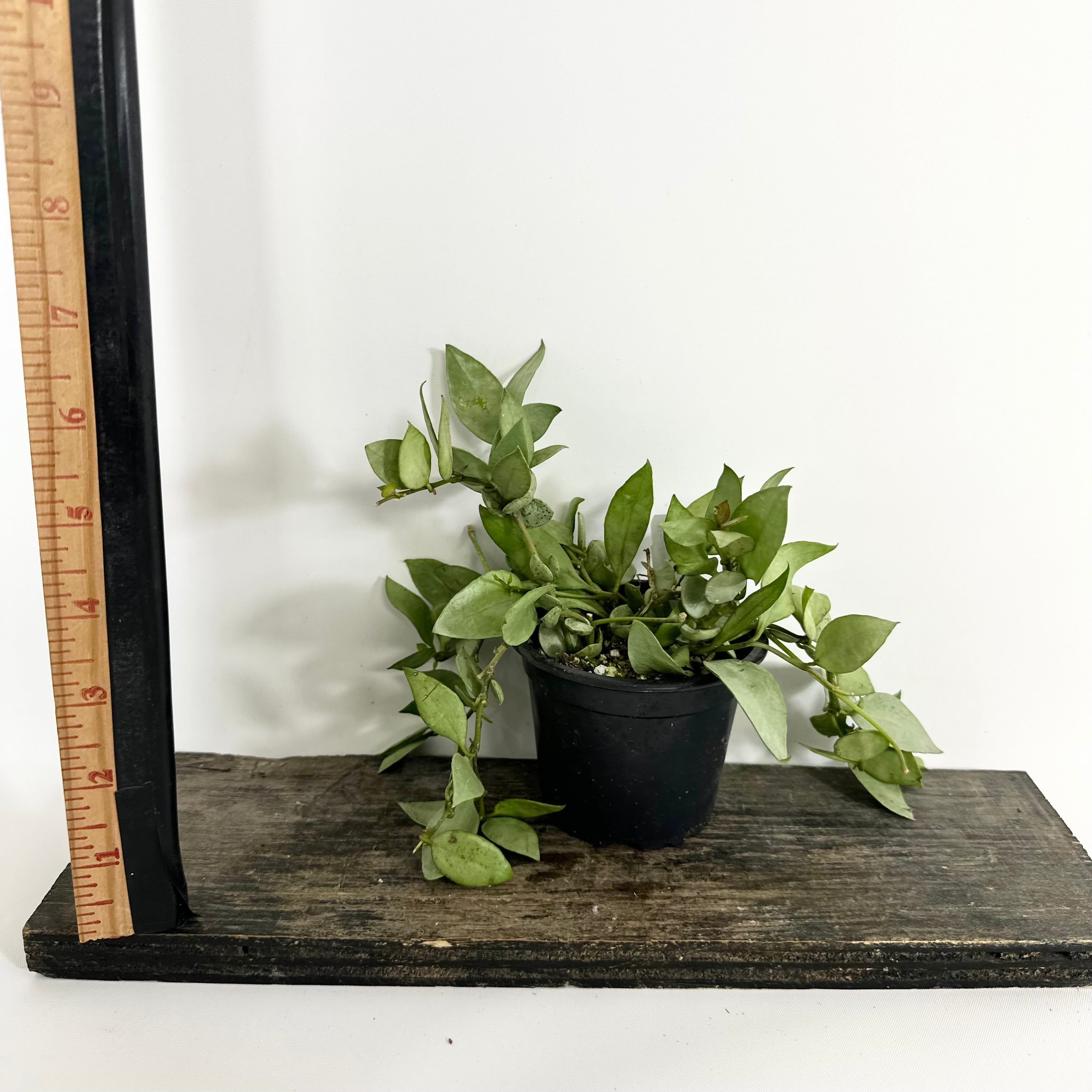 Z-5206 - Hoya lacunosa Orange Skin – Steve's Leaves