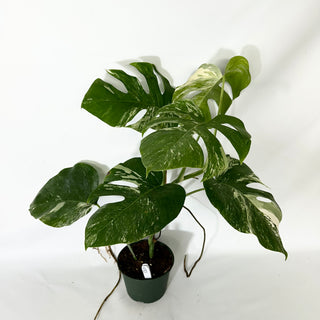Monstera deliciosa var. borsigiana albo-variegata [#1523]