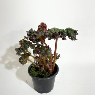 Begonia 'Harmony's Daenerys'
