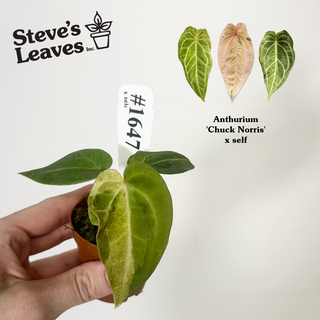 Anthurium 'Chuck Norris' x self - Seedling [#1647]