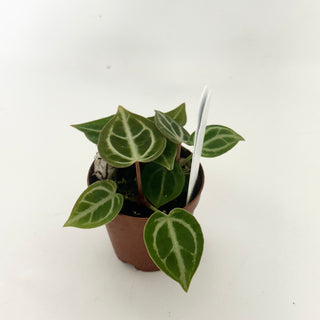 Anthurium 'Brielle'/'Michelle' x self - 3 Seedlings [#1655]