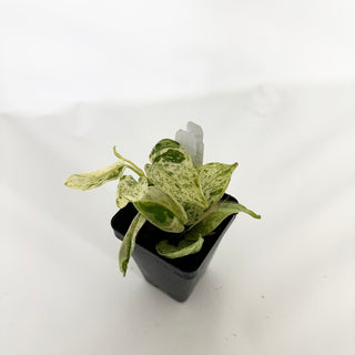 Z-4676 - Scindapsus pictus ‘Mangurai’ variegated