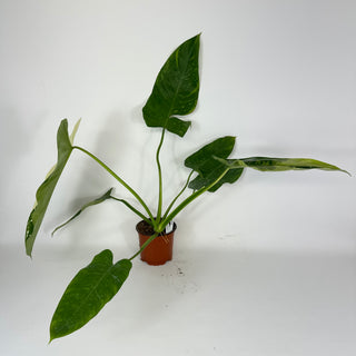 Philodendron 'Jose Buono' [#2094]