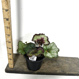 Begonia 'Maestro Miller' [#2166]