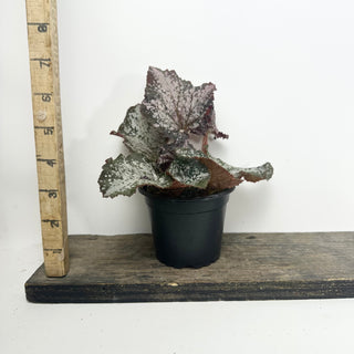 Begonia 'Island Magic' [#2126]
