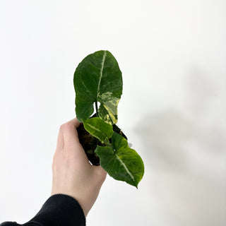 Z-5228 - Syngonium wendlandii ‘Scrambled Eggs’