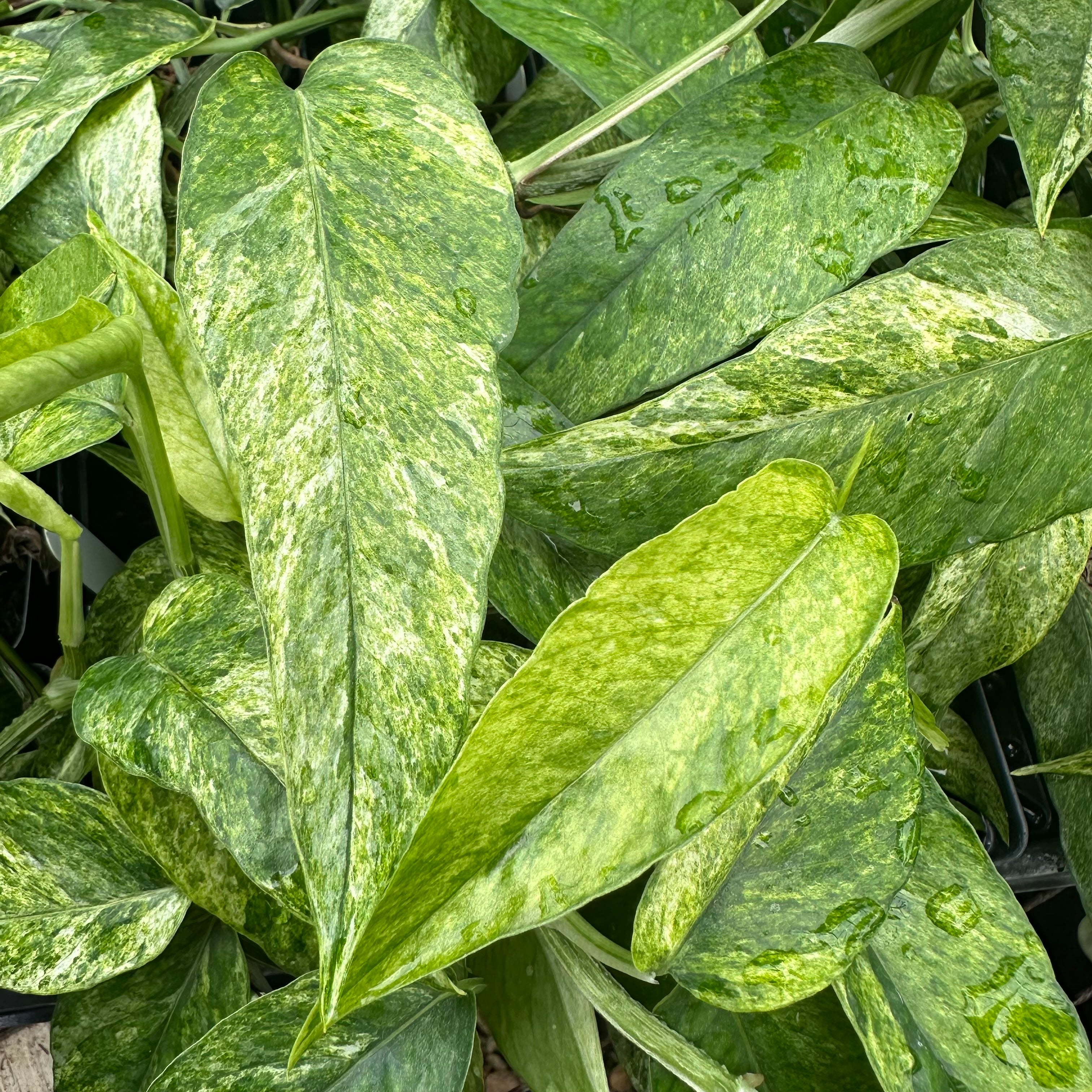 mint pothos Epipremnum pinnatum "Cebu Mint"