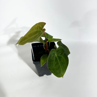 Anthurium Wu papillilaminum x 'Arnold Schwarzenegger' [#1788]