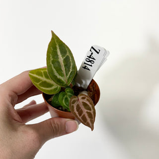 Z-4814 - Anthurium 'Tezula Dreamweaver'/dorayaki x 'Chuck Norris' - Seedling