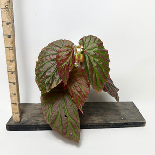 Begonia "Crazy Pink" [#2012]