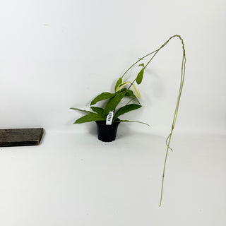 Hoya pimenteliana (outer variegated) [#2381]