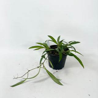 Hoya sp. Pola