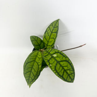 Hoya callistophylla 'Vena' [#1607]
