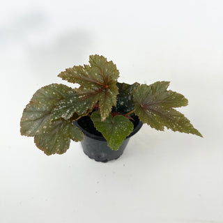 Begonia 'Gryphon' [#2135]