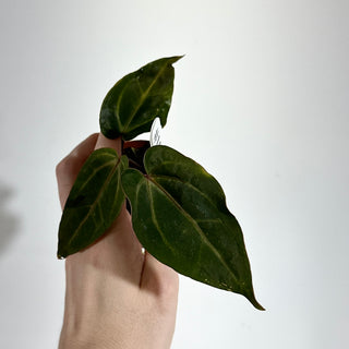 Anthurium magnificum/'Doc Block F2' x Variegated ('Ace of Spades'/papillilaminum) - 2 Seedlings [#1980]