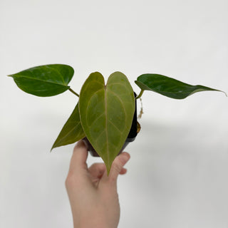 Anthurium dorayaki x nigrolaminum 'Gigi' (wide sinus)